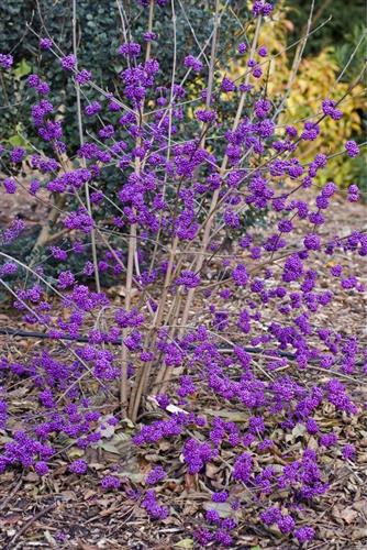 glasbær__profusion__med_p9_potte__callicarpa_bodinieri__