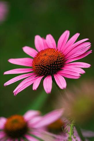 solhat__echinacea_purpurea_j_s__stiletto