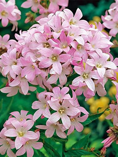 mælkeklokke__rosa_blomster__campanula__lactiflora_loddon_anne_