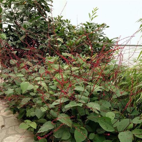 slangeurt__persicaria_filiformis