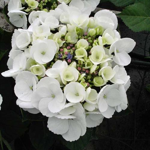 hortensia__teller_white__hydrangea_macrophylla__haveplanter_