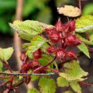 vinbrombær__phoenicolasius__leveres_i_potte__store_sorte_bær__modnes_når_de_er_9_måneder__selvbestøvende__mp-50__rubus__