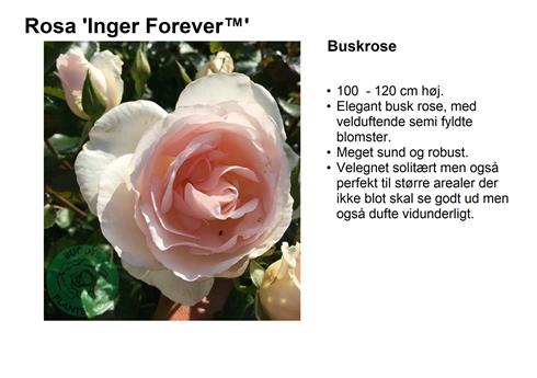 inger_forever__creme_til_sart_rosa__busk-_og_parkrose_