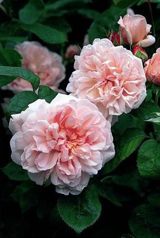 eglantyne__lys_pink__engelsk_rose__