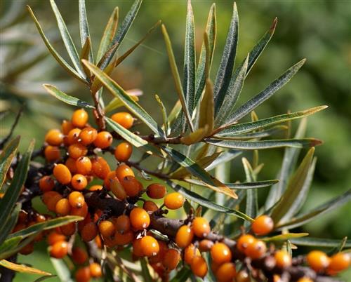 sandtorn__hunplante__havtorn__hippophae_rhamnoides__hilmar_-_hippla_-_hulda_-_hergo_-_leikora_-_pollmix_
