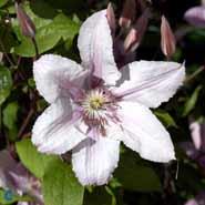clematis__hagley_hybrid__sartrosa__leveres_med_potte__rigt_blomstrende__storblomstrende__mp-34_