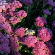 kinesisk_sankt_hans_urt__sedum__spectabile__brillant_