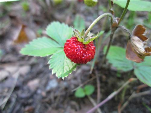 skovjordbær__fragaria_vesca_småland__