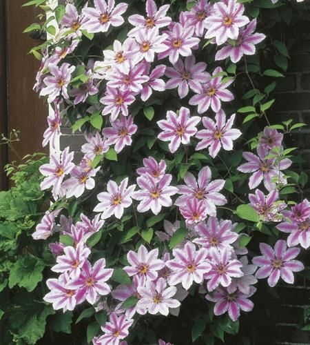 clematis__nelly_moser__lys_rosa_med_mørke_striber__leveres_med_potte__storblomstrende__mp-34_