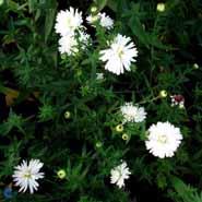 asters__hvide_blomster__nyengelsk_høstasters__novi-belgii_white_ladies_