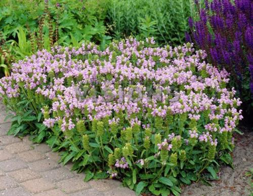 brunella__prunella_grandiflora_pink_loveliness