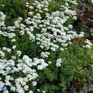 snepude__små_hvide_blomster__iberis__sempervirens_