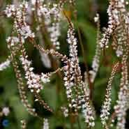 kertepileurt__persicaria__amplexicaulis__alba_