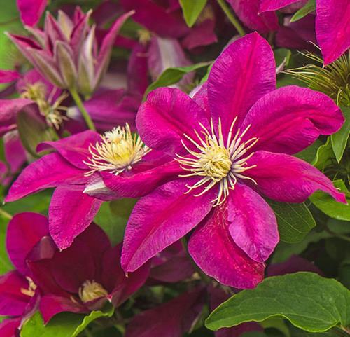 clematis__ernest_markham__mørkerød__leveres_med_potte__storblomstrende__mp-34_