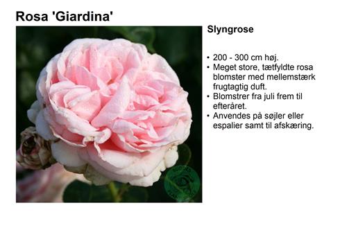 giardina__rosa__slyngrose__
