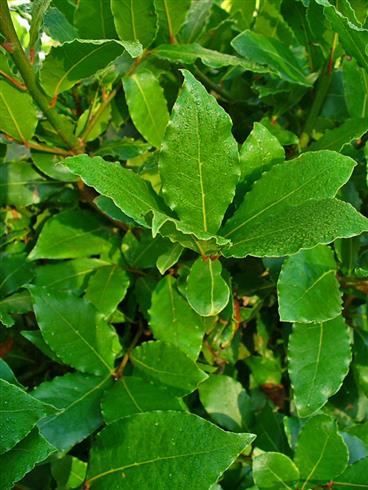laurbær__Ægte__laurus__nobilis_