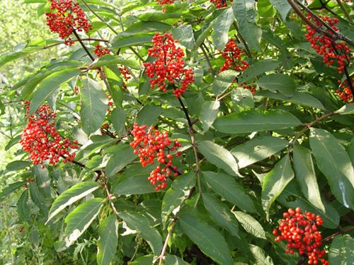 hyld__racemosa__druehyld__sambucus_racemosa_