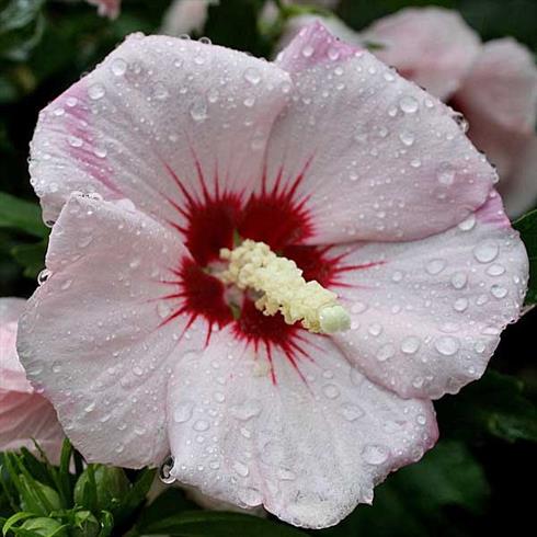syrisk_rose__hvid_med_sart_rosa__1530_cm_med_p9_potte__hibiscus_syriacus_mathilde__