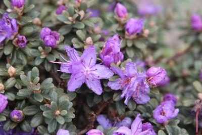 rhododendron__impeditum__violet__