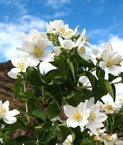 Jasmin. Mont Blanc. Philadelphus Polyanthus. Priser fra 11,10 - planteskoler.dk