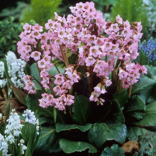 kÆmpestenbrÆk__bergenia__winterglut_