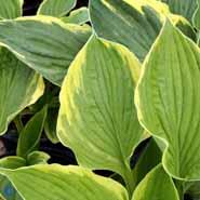 hosta__lyslilla__fortunei_aureomarginata_