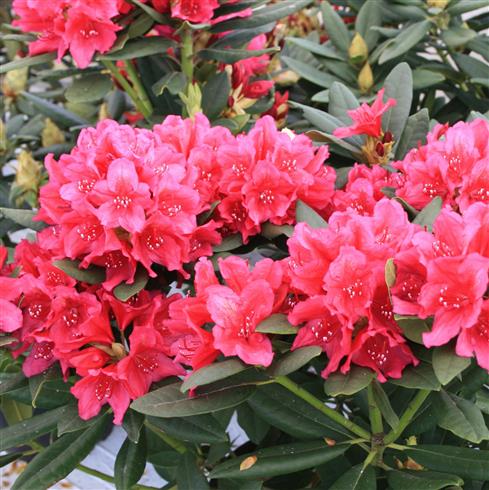 rhododendron__rubinrød__4050_cm_med_potte_eller_klump__hybrid__dr__h__c__dresselhuys__