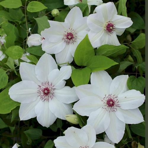 clematis__miss_bateman__cremehvid__leveres_med_potte__storblomstrende__mp-34_
