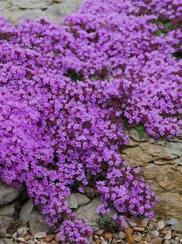 krybende_timian__thymus_praecox_coccineus
