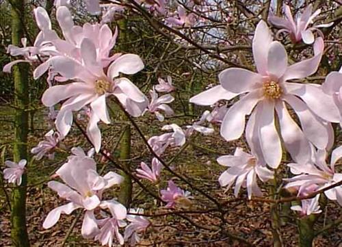 stjernemagnolie__leonard_messel__hvidrosa__80100_cm_med_potte_eller_klump__magnolia__