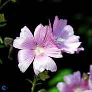 rosen_katost__malva__alcea__fastigiata_