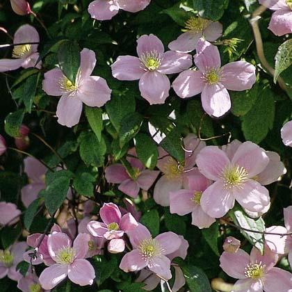 clematis__montana__pink_perfection__rosa_farvet__leveres_med_potte__småblomstrende__mp-34_