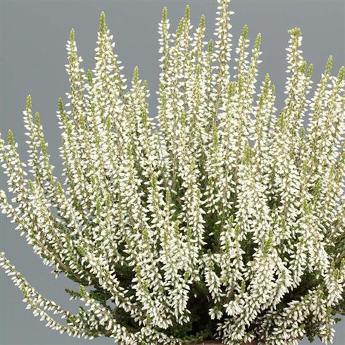 lyng__efterårslyng__bettina__hvid__calluna__vulgaris__leveres_i_p5_potte_