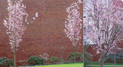 japansk_kirsebær__spire__5080_cm_med_p9_potte__prunus_hillieri_