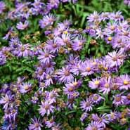 asters__blå__aster_amellus__blau_