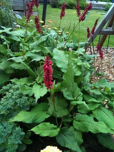 kerte-pileurt__persicaria_amplexicaulis_j_s__delgado_macho