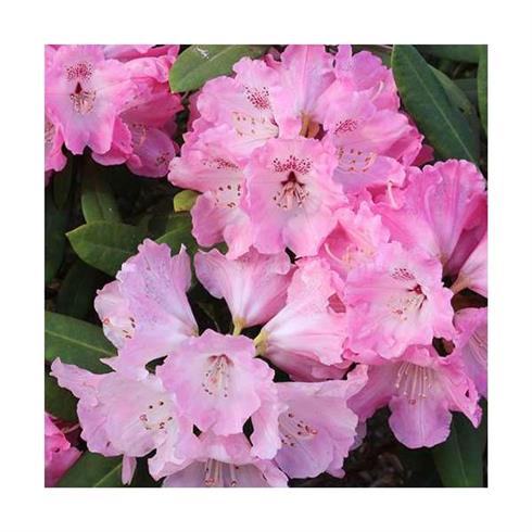 rhododendron__sart_pink__leveres_i_p13_potte__pink_lady_