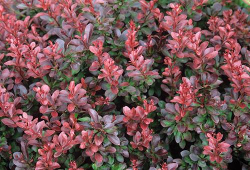 berberis__atropurpurea__rød__berberis_thunbergii_atropurpurea_