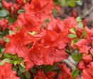 Tilbud Azalea Rhododendron