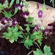 bølgekronet_storkenæb__mellemstore_sorte_blomster__geranium__phaeum__