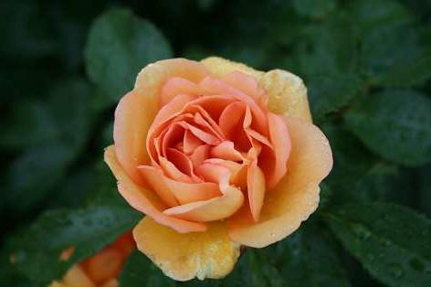 maigold__guldgul__busk-_og_parkrose_