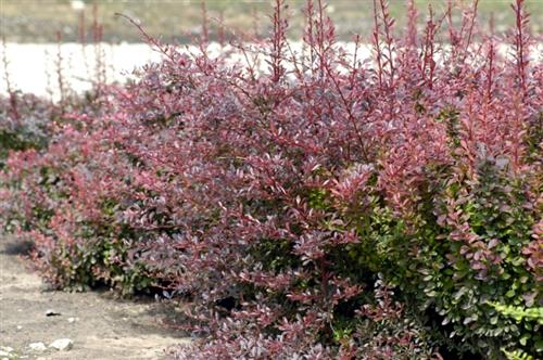 berberis__red_chief__dyb_rød__berberis_thunbergii_