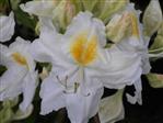 Azalea