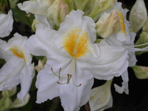 azalea__schneegold__hvid__5060_cm_med_potte_