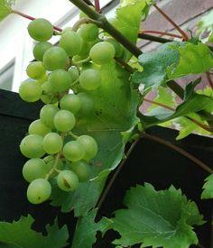 vindrue__phönix__grøn__60100_cm_med_klump__vitis__vinstok__