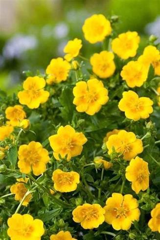 potentil__potentilla_aurea