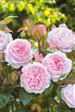 Engelsk rose Roser 