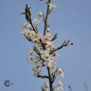 mirabelle__prunus_cerasifera__