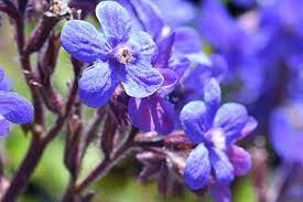 italiensk_oksetunge__blå__anchusa_azurea__dropmore_