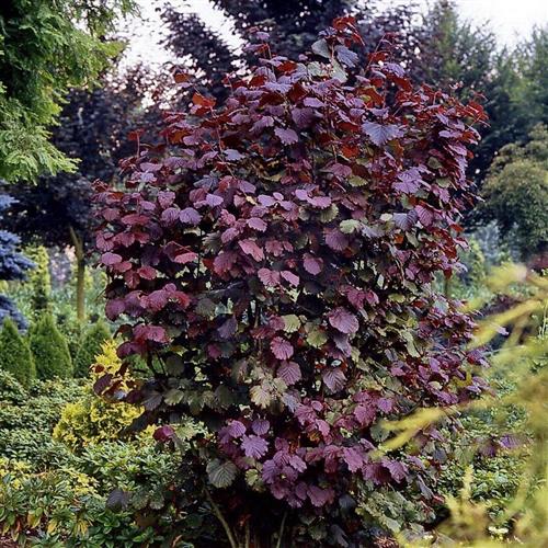 blodhassel__corylus_maxima_purpurea__haveplanter